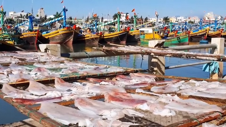 Điều gì làm nên mực một nắng Phan Thiết ngon nhất thế giới? - 3