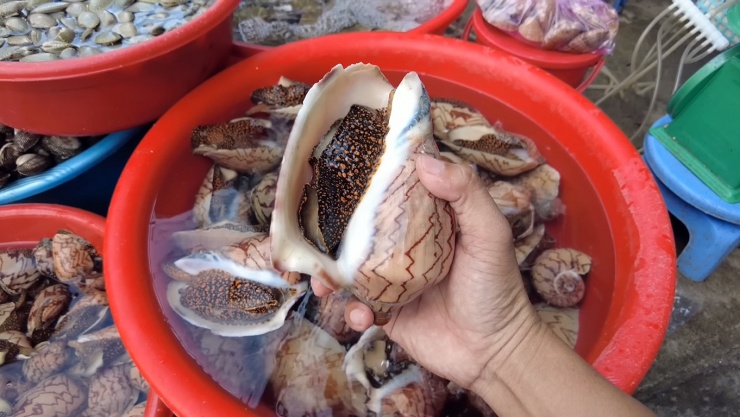 Ngoài mực, Phan Thiết còn có rất nhiều hải sản độc lạ&nbsp;và thơm ngon.
