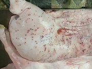 Thị trường - Tiêu dùng - Heo bệnh tại cơ sở gia công cho C.P. Việt Nam sao lại có dấu được lưu thông?