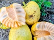 Quả dại vàng ươm, thơm nức, xưa rụng đầy gốc nay phải 'săn lùng' mới có