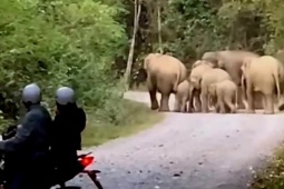 Một người đàn ông bị đàn voi quật tử vong ở Đồng Nai