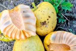 Quả dại vàng ươm, thơm nức, xưa rụng đầy gốc nay phải  ' săn lùng '  mới có