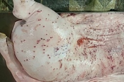 Heo bệnh tại cơ sở gia công cho C.P. Việt Nam sao lại có dấu được lưu thông?