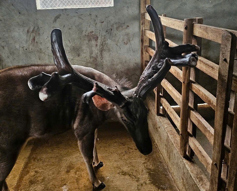 &nbsp;Nói về lí do có người trả 1 tỷ đồng để mua con nai này nhưng anh Sinh không bán là vì anh để nuôi làm giống.