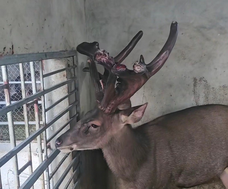 Nhung hươu nai hay lộc nhung là sừng của hươu đực hay nai đực. Hàng năm, vào cuối mùa hạ, sừng hươu, nai rụng đi, mùa xuân năm sau mọc lại sừng mới. Thông thường, nhung nai sẽ có trọng lượng dưới 5kg. Chỉ có một vài con cho cặp nhung "khổng lồ" nặng đến cả chục kg.