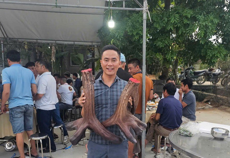 Năm nay, cặp nhung nai thu hoạch được nặng tới 11,7kg, là cặp nhung nai lớn nhất được thu hoạch tại Việt Nam đến thời điểm này.