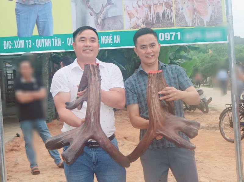 “Năm đó, con nai này cho thu hoạch cặp nhung nặng tới 8,5kg nên tôi&nbsp;đặt mua về làm giống tại trang trại. Khi về nuôi, năm 2024, nai cho thu cặp nhung nặng 9kg và năm nay là 11,7kg”, anh Sinh cho biết.