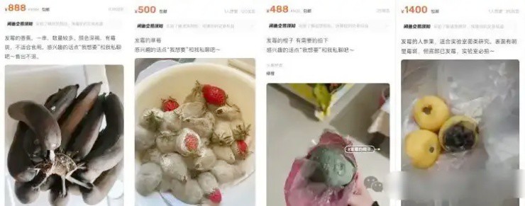 Thứ người Việt vứt đi, bán ở đây lại “hái ra tiền” - 3