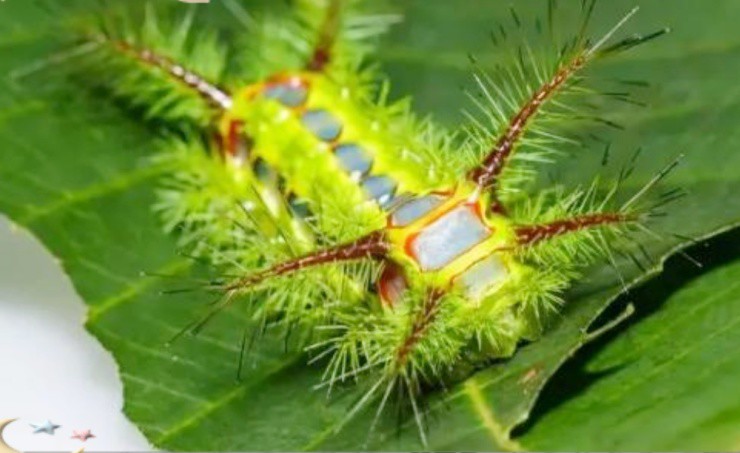 Trứng sâu gớm ghiếc bỗng hóa “cơm nhà giàu”, muốn ăn phải bỏ hơn nửa triệu/kg - 1