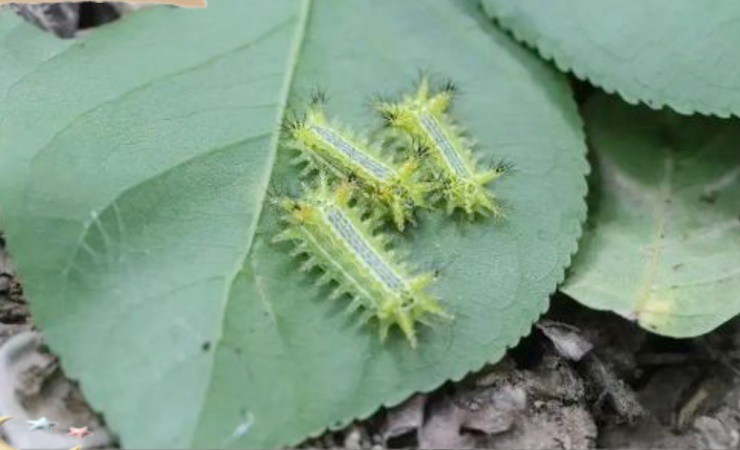 Trứng sâu gớm ghiếc bỗng hóa “cơm nhà giàu”, muốn ăn phải bỏ hơn nửa triệu/kg - 3