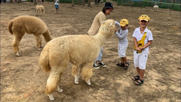 Đà Lạt luôn là lựa chọn yêu thích vào mùa hè nhờ khí hậu mát mẻ, dễ chịu và nhiều điểm check-in thân thiện với trẻ em. Một chuyến đi 3 ngày 2 đêm tại thành phố ngàn hoa mang đến cho các gia đình cơ hội tham quan Thung Lũng Tình Yêu, vườn dâu tây, Puppy Farm hoặc ngồi xe lửa cổ khám phá nhà ga Đà Lạt. Buổi tối, cả nhà có thể thưởng thức ẩm thực địa phương như bánh tráng nướng, sữa đậu nành hay lẩu gà lá é. Chi phí cho một gia đình 4 người đi Đà Lạt dao động từ 9 đến 13 triệu đồng, bao gồm vé máy bay, khách sạn 2–3 sao và các chi phí ăn uống, tham quan. Ảnh Peace