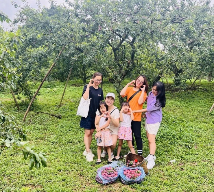 Mộc Châu (Sơn La) là điểm đến lý tưởng cho gia đình có trẻ nhỏ nhờ khí hậu mát mẻ, cảnh quan xanh mát và trải nghiệm nông trại gần gũi. Trẻ có thể tham quan nông trại bò sữa, hái mận theo mùa, cưỡi ngựa quanh bản làng và tìm hiểu đời sống người dân tộc. Chuyến đi 2–3 ngày có chi phí khoảng 4–6 triệu đồng cho gia đình 4 người. Ảnh TN