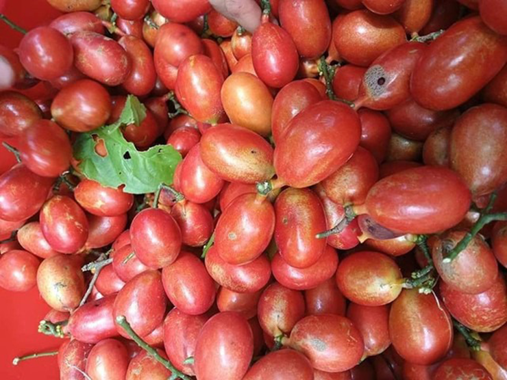 Nhìn xa tưởng đây là quả nhót nhưng thực chất lại là quả máu, hay còn được nhiều nơi gọi là quả máu chó.
