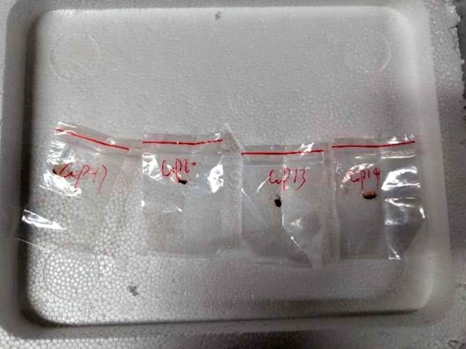 Mẫu được xác định là nấm Fusarium graminearum được Liu đưa vào Mỹ năm 2024. Ảnh: AP