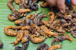 3 món ăn khiến khách 'sợ xanh mặt' nhưng nổi tiếng ngon lạ ở miền Bắc