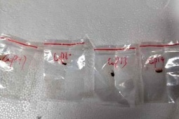 Hai người Trung Quốc bị cáo buộc mang vào Mỹ loại nấm 'khủng bố nông nghiệp'
