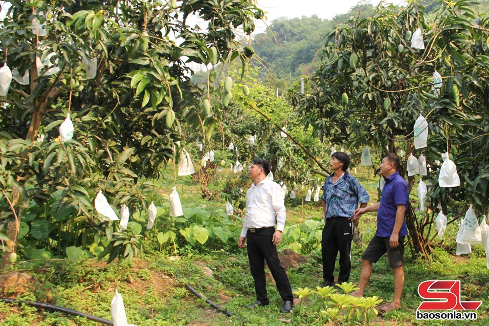 Cán bộ Phòng Nông nghiệp và Môi trường huyện Mường La hướng dẫn nông dân chăm sóc xoài theo tiêu chuẩn VietGAP.