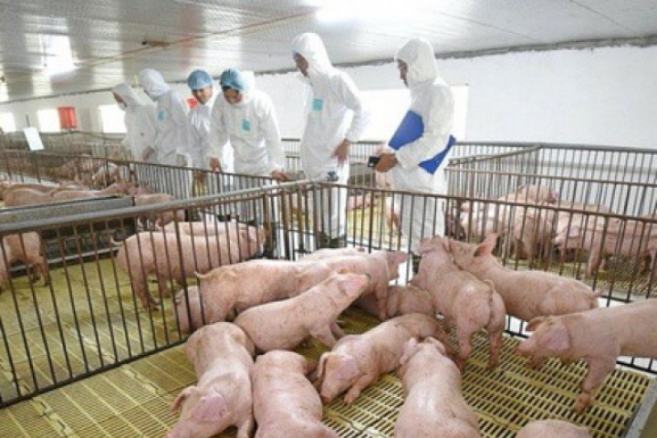 Cổ phiếu Dabaco tăng kịch trần sau lùm xùm C.P. Việt Nam bán thịt lợn bệnh