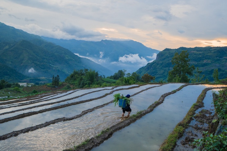 Ruộng bậc thang Y Tý mùa nước đổ - 2