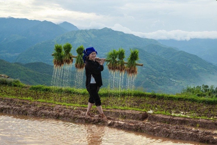Ruộng bậc thang Y Tý mùa nước đổ - 3