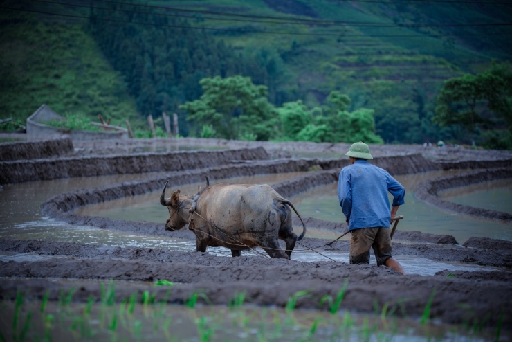 Ruộng bậc thang Y Tý mùa nước đổ - 6