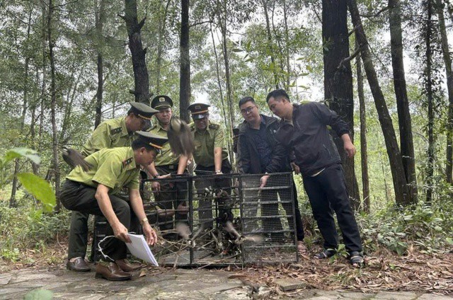 Cuối năm 2024, sau khi bắt giữ vụ vận chuyển gần 1.000 con chim chào mào không có nguồn gốc, lực lượng kiểm lâm tiến hành thả về tự nhiên.