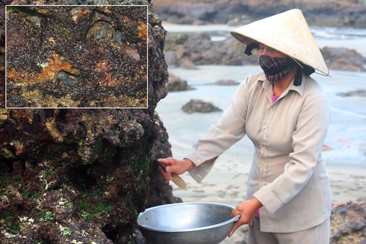 Những tảng đá ven biển, sống nhờ nước mặn, gió biển và nắng trời.&nbsp;
