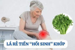 Tin tức sức khỏe - Loại lá mọc đầy vườn, rẻ như cho nhưng là “khắc tinh” của bệnh xương khớp