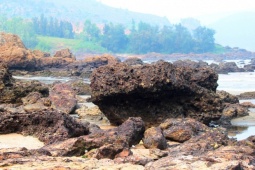 Vào mùa  " lộc trời "  ở trên đá, mỗi năm chỉ có một lần, dân đi lấy về bán kiếm nửa triệu/ngày