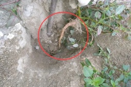 Cây người Việt chỉ ăn lá, ai ngờ rễ mới là “mỏ vàng” hái ra tiền