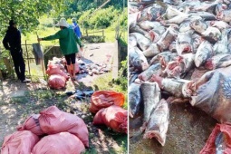 Lượng lớn cá mè bị cắt đôi, chết trôi ở hồ Kẻ Gỗ