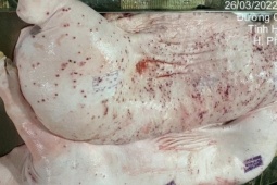 Lộ diện cán bộ đóng dấu  " được lưu thông "  vào heo bệnh liên quan vụ C.P. Việt Nam