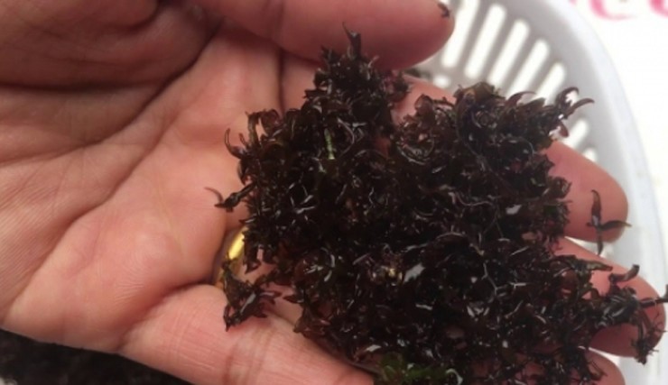 Trên thị trường, rau cạo tươi có giá 100.000 đồng/kg, trong khi rau cạo khô có giá lên tới 300.000 đồng/kg.&nbsp;
