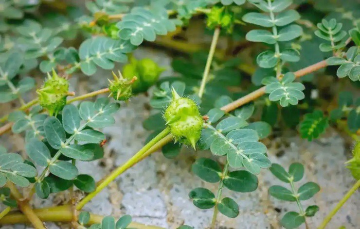 “Cỏ rác” mọc đầy làng quê Việt, giờ hóa “cỏ kim cương” được dân buôn săn lùng - 1