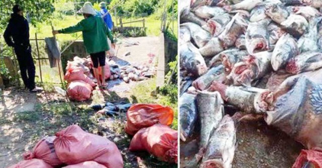 Lượng lớn cá mè bị cắt đôi, chết trôi ở hồ Kẻ Gỗ