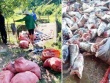 Lượng lớn cá mè bị cắt đôi, chết trôi ở hồ Kẻ Gỗ