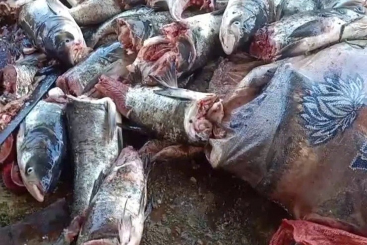 Hàng tạ cá bị cắt đứt đầu, đuôi. Ảnh: CTV