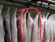 "Người tố C.P. Việt Nam" tung thêm hình ảnh heo đầy đốm lạ: Hé lộ nơi chụp