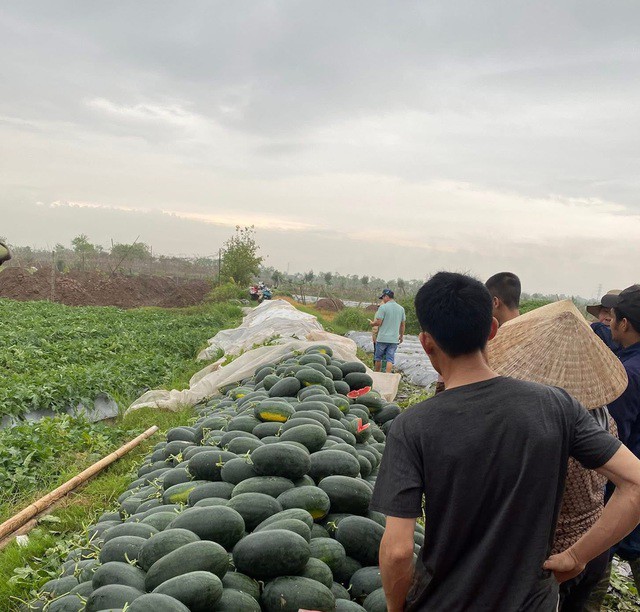 Giá dưa hấu tại ruộng thường thấp do nguồn cung dồi dào, đặc biệt là khi nhiều vùng cùng thu hoạch.