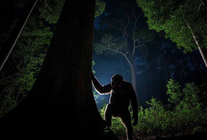 Hai phân loài tinh tinh có khả năng sử dụng tiếng trống để giao tiếp giống con người - Minh họa AI: Thu Anh