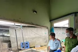 Lùm xùm vụ C.P: Kết quả kiểm tra lò mổ bị 'tố' có heo bệnh