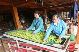Thành phố vào mùa thu hoạch mận tam hoa