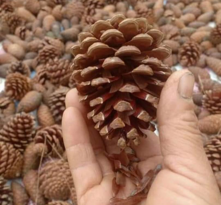 Có lẽ cũng chính vì mang đến những tác dụng tuyệt vời cùng hương vị ngon ngậy mà hạt thông dần trở thành thứ đồ ăn được nhiều người Việt “săn đón”.
