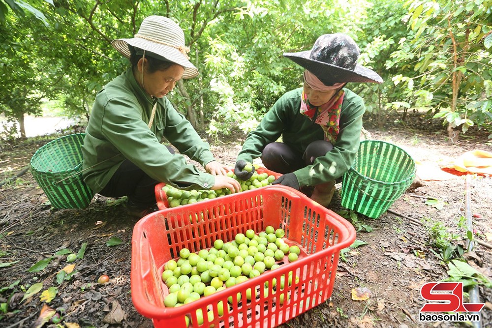Bà con bản Hùn, xã Chiềng Cọ, Thành phố thu hoạch mận tam hoa.