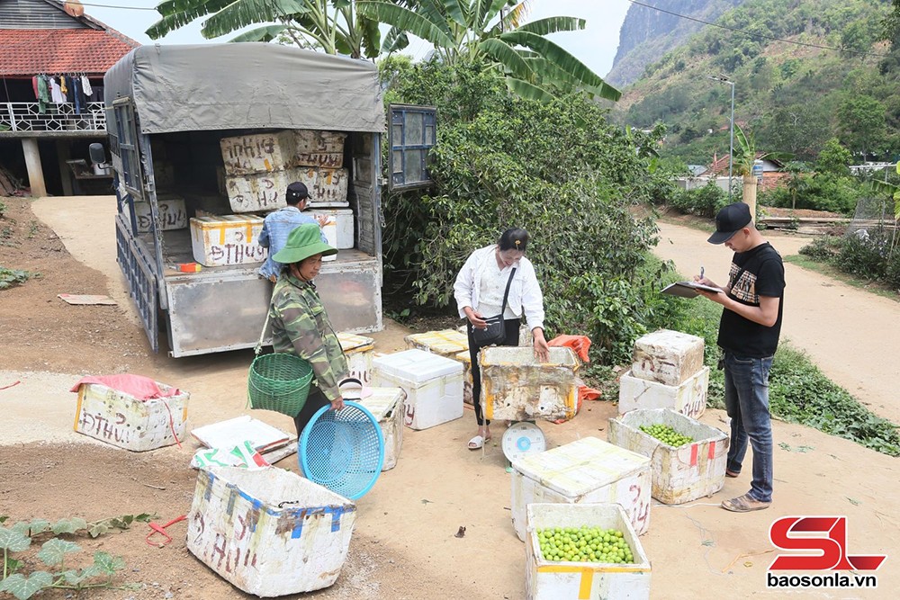 Thương lái ngoại tỉnh đến tận các bản thu mua mận tam hoa.