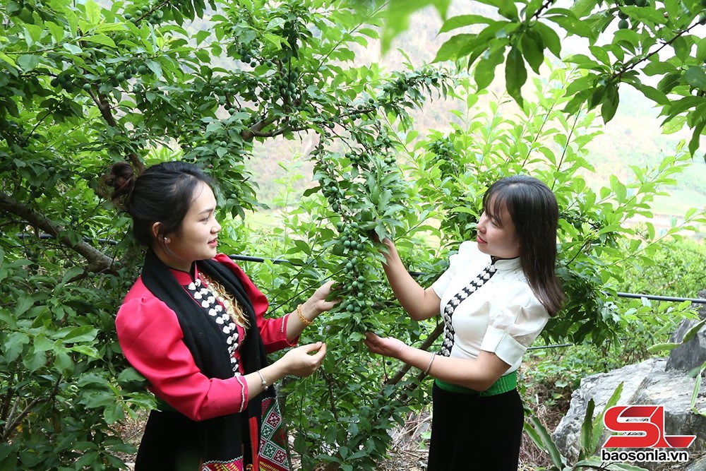 Du khách trải nghiệm hái mận tại vườn.