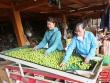 Thành phố vào mùa thu hoạch mận tam hoa