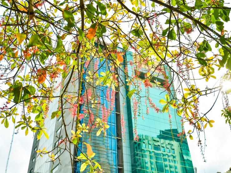 Chùm hoa lộc vừng đỏ rực rủ xuống như những dải lụa mềm mại, rực rỡ ươm màu nắng&nbsp;tựa như những dây pháo Tết ngày xưa.
