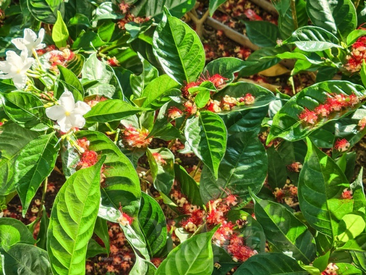 Cánh hoa rụng tràn bồn hoa, bụi cỏ sau cơn mưa hè, tạo nên bức tranh thủy mặc sống động, khiến những bước chân vội vã cũng phải chậm lại, chiêm ngưỡng.