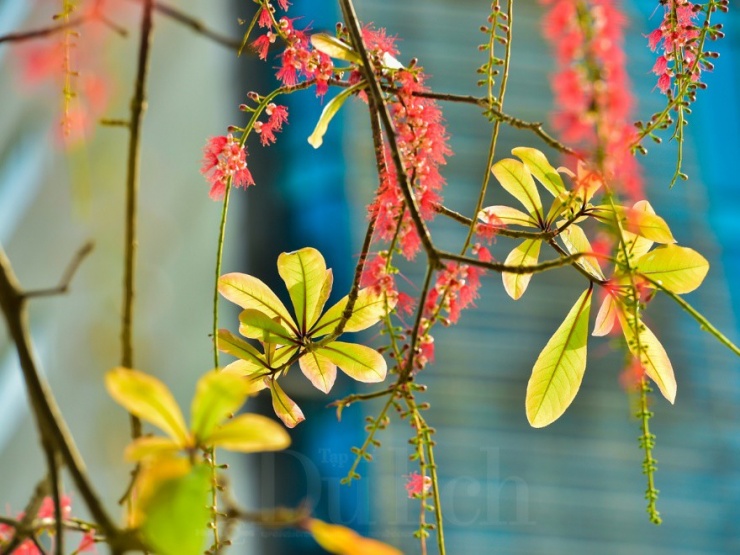 Sắc màu đỏ thắm ấy không quá chói gắt, mà đằm thắm&nbsp;dịu dàng, như màu của trái tim yêu, nồng nàn mà sâu lắng.